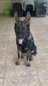 Puerto Rico Czech German Shepherds