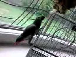 Image result for african grey parrot for sale