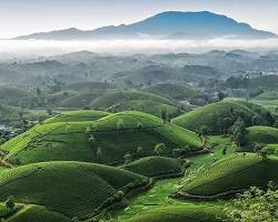 Hình ảnh về Vietnamese tea fields