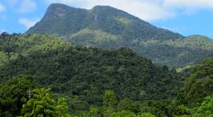 Image result for images of the daintree rainforest