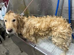 Mommy says I look like a dinosaur ...