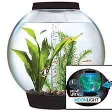 Image result for betta fish tank