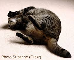 Image result for passive cat