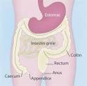 Appendicite, inflammation de laposappendice: dfinition