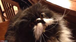 Persian cat gets brain freeze after eating ice cream too quickly ... via Relatably.com