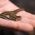 ColumbusZoo treats snake with skin cancer with unique treatment