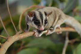 Image result for sugar glider