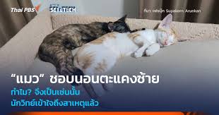 Thai PBS - News update