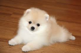 images?q=tbn:ANd9GcTdWqLJZyU4ZcpvoLLc4lQ7VeBbN0Z8UMVGF_dBdcPYu9-SPGaD