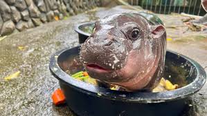 Baby pygmy hippo Moo Deng is Thailand’s latest online sensation. But her 
keeper is worried about her fame