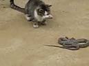 Snake Vs Cat Cat vs Cobra -