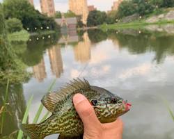 Image of fish swimming in Central Park