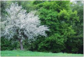 Bildergebnis für Apfelbaumwiese