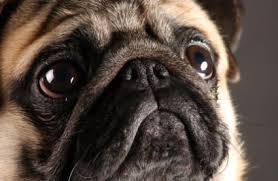 Image result for pugs