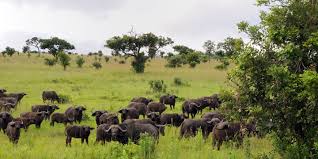 Image result for mikumi national park