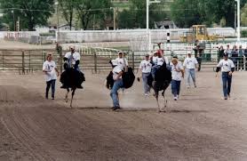 Image result for Ostriches Struthio camelus