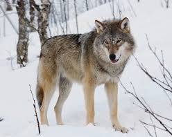 Image of Wolf