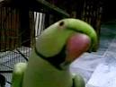 kaka 2 parrots kissing images animated flower