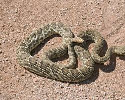 Image of Mojave Rattlesnake