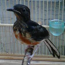 Hasil gambar untuk murai batu