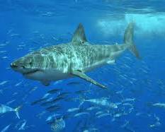 Image of Great white shark