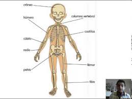 Resultado de imagen para cuerpo humano