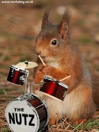 Image result for squirrels gif