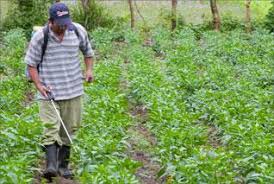 Resultado de imagen para CAMPESINO PERUANO TRABAJANDO EN SU CHACRA