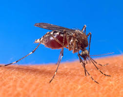 Image result for PICTURES OF MOSQUITO