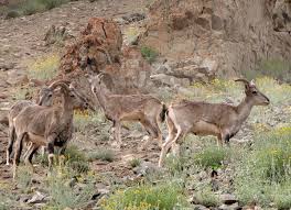 Resultado de imagem para Himalayan Blue Sheep