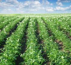 Edta in agriculture ile ilgili görsel sonucu