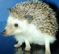 Image result for 猥鼠