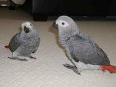 Image result for african grey parrot for sale