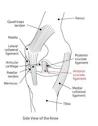 An Athlete&#39;s Nightmare: Tearing the ACL via Relatably.com