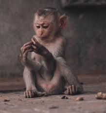 The Queen: Farewell to Gracious TGom