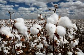 Image result for cotton