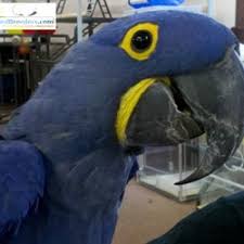 Image result for baby macaw parrot for sale