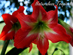 Resultado de imagen para flores