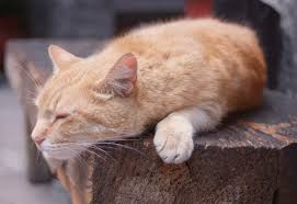 Panleucopenia Felina