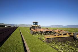 California Lettuce Growers Skip Harvest, Plow Their Crops Back Into the Ground