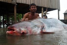 Về MIỀN TÂY ăn cá LINH nhé Ae ... Mời Ae thưởng thức ... ! - 2