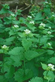 Image result for garlic mustard