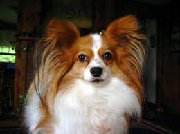 Brown and White Adult Papillon