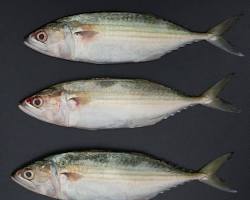 Gambar Mackerel fish