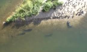 Image result for wels catfish