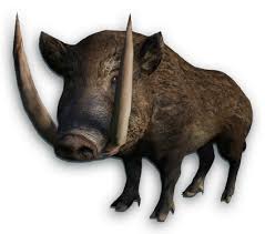 Image result for boar images