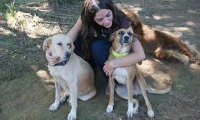 Mel Maia Visita Animais Resgatados E Incentiva A Adoção