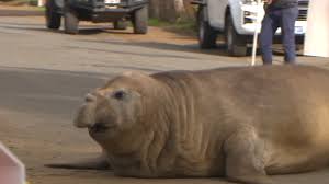‘Neil the seal’ takes over Tasmanian towns