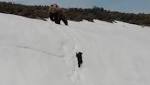 baby bear's struggle follow snowy