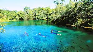 Afbeeldingsresultaat voor bonito brazil